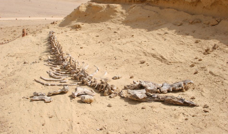 Prehistoric Fossils The Sahara’s Lost Giants